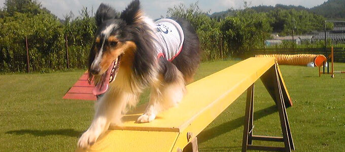 ドッグランについて